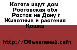 Котята ищут дом. - Ростовская обл., Ростов-на-Дону г. Животные и растения » Кошки   